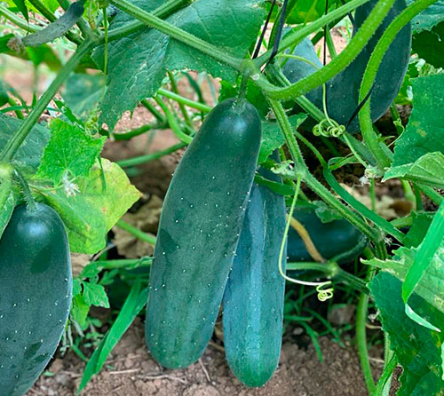 Pepino
